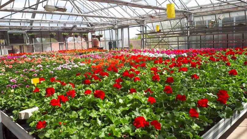 Cvetličarstvo in vrtnarstvo VELCL