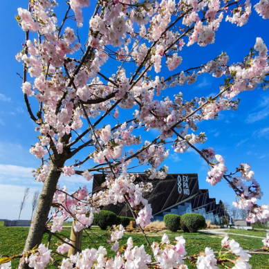 Praznik cvetenja japonskih češenj prihaja k Soboškemu jezeru